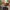 Timberland Casual Sneakers Pria tan brown photo 1