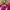 Casual Casual shirt Pria pink red photo 4