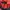 Jack Wolfskin Sportswear Hat Pria red photo 6
