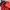 Jack Wolfskin Sportswear Hat Pria red photo 5