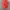 Jack Wolfskin Sportswear Hat Pria red photo 1