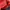 Jack Wolfskin Sportswear Hat Pria red photo 3