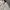 Dunlop Streetwear Sportswear Hoody Pria cream photo 2