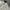 Dunlop Streetwear Sportswear Hoody Pria Cream