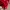 Adidas Streetwear Casual Sweater Pria red photo 6