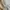 Nike NSW Sportswear Casual Fleece Pria cream photo 8