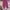 Streetwear Swimwear Wanita Pink