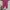 Streetwear Swimwear Wanita Pink