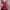 Lolita Casual Midi dress Wanita red photo 3