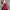 Lolita Casual Midi dress Wanita red photo 4