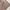 Calvin Klein Minimalist Futurist Short Pria Cream Tan