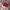47 Brand Sportswear Hat Pria red photo 5