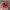 47 Brand Sportswear Hat Pria red photo 2
