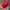 47 Brand Sportswear Hat Pria red photo 1