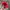47 Brand Sportswear Hat Pria red photo 4