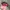 47 Brand Sportswear Hat Pria multicolor photo 4