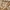 Carhartt Casual T-shirt Pria brown photo 2
