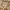 Carhartt Casual T-shirt Pria Brown
