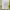 Hanes Vintage Casual T-shirt Pria white photo 4