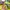 Adidas Vintage Sportswear Jersey Pria yellow photo 6