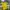 Adidas Vintage Sportswear Jersey Pria yellow photo 8