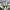 Adidas Vintage Sportswear Short Pria green gray photo 5