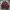 Polo Ralph Lauren Luxury Casual Polo Shirt Pria Burgundy