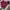 Champion Casual Hoody Pria burgundy photo 2