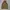 Asics Sportswear Windbreaker Pria brown photo 1