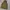 Asics Sportswear Windbreaker Pria brown photo 2