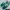 VANS ERA CLASSIC BISTRO GREEN ( REPLACE BOX ) photo 1