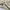 Burberry Vintage Harrington jacket Pria white cream photo 7