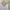 Burberry Vintage Harrington jacket Pria white cream photo 6