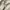 Burberry Vintage Harrington jacket Pria white cream photo 5