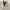 Burberry Vintage Harrington jacket Pria white cream photo 1