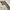 Burberry Vintage Harrington jacket Pria white cream photo 4