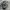 topi Bass pro shop original 100% photo 1