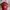 Topi BASS PRO SHOP original 100% photo 1