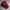 Fucking Awesome Spiral Cap - Maroon