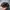 Carhartt WIP Tonare Cap - Black Camo Unite photo 6