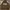 WHO.A.U Streetwear Casual Suit Pria Brown