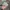 Von Dutch Streetwear Biker Hat Pria cream photo 2
