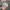 Von Dutch Streetwear Biker Hat Pria Cream
