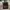 Von Dutch Streetwear Biker Hat Pria cream photo 4