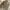 Japanese brand Biker Casual Casual shirt Pria cream photo 6
