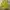 Japanese brand Vintage Crop top Wanita green yellow photo 1