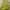 Japanese Brand Vintage Crop Top Wanita Green Yellow
