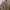 Alpha Industries Streetwear Parka Pria green photo 3