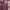Tommy Hilfiger Y2K Grunge Sweatshirt Pria burgundy photo 6