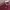 Umbro Y2K Sportswear Jersey Pria burgundy photo 2